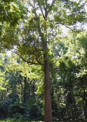 Dappled Light in Forest