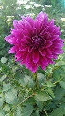 Obraz premium pink dahlia flower