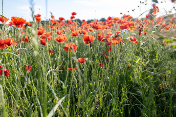 Obraz na płótnie Canvas flowering field of poppies against the background of green grass