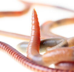 Fototapeta premium Earthworm isolated on a white background.