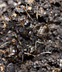 Ants crawl on the ground.