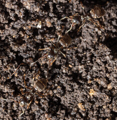 Ants crawl on the ground.