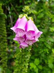 common foxglove also lady's glove (in german Roter Fingerhut also Fuchskraut) Digitalis purpurea © pixs:sell