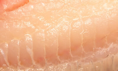 Fototapeta premium Tilapia fish fillet as background.
