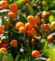 Ripe tangerines on the branches of a tree