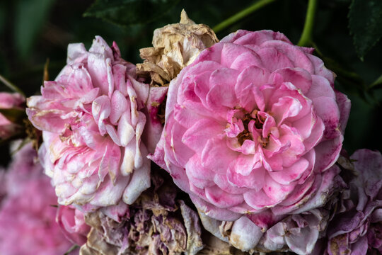 Garden Rose Flower, Variety 'Joanne Lajoie'