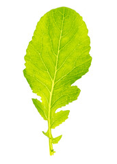 Green leaf from a plant is isolated on a white