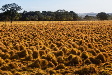 Cena rural. Paisagem com capim dourado com luz do final da tarde.