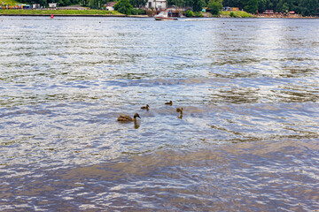 Landscape with a duck with small ducklings