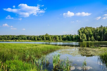 A large lake with banks overgrown with grass and forest in a bright sunny day.