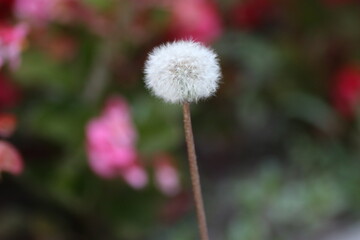 dandelion in the garden