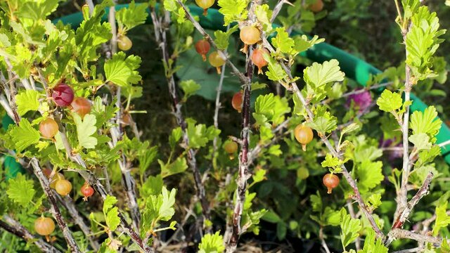 Beautiful close up view of colorful gooseberry isolated. Beautiful food backgrounds.