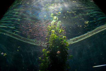Fototapeta na wymiar large interior of the aquarium on the Spanish island of Tenerife in Loro Park