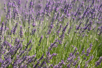 Fototapeta premium Lavender garden, vase and bouquets 
