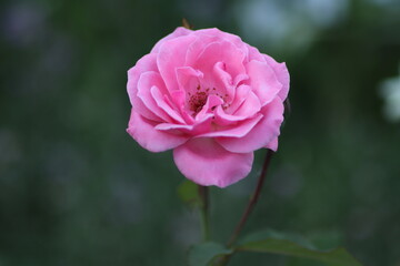Obraz premium pink rose in garden