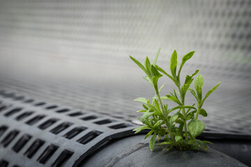 Little plant grows out of a hole in a steel park bench.