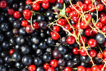 Red and black currant fresh berries