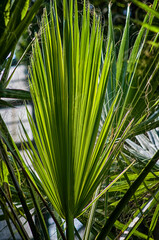 big green palm leaf, exotic plant