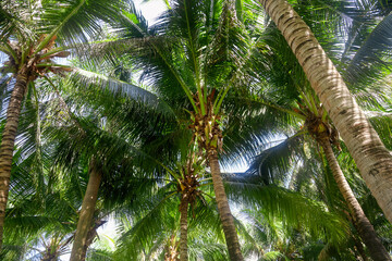 Obraz premium Large green branches on coconut trees against the sky