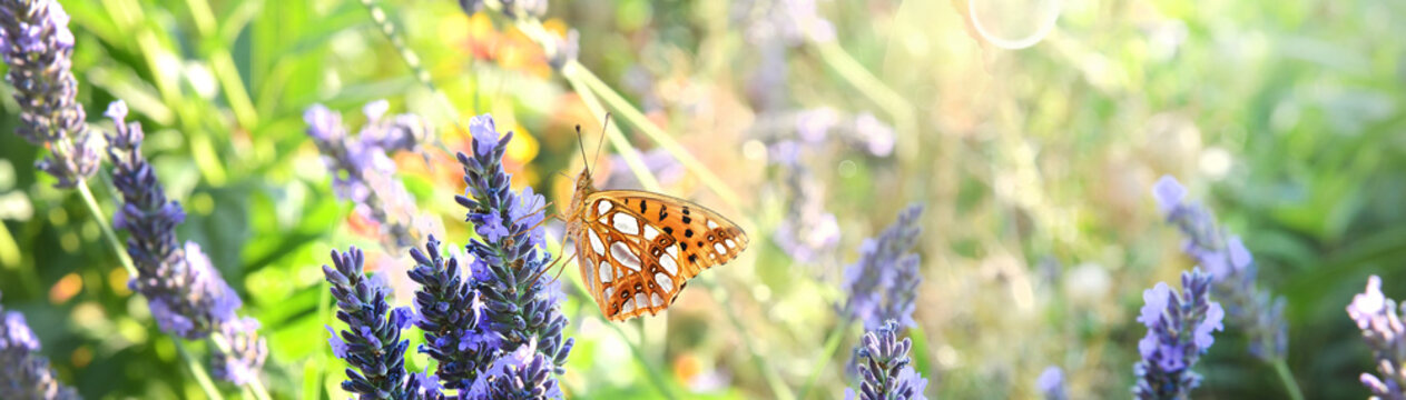 Schmetterling 736
