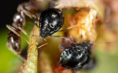 Aphids on a green leaf in nature.