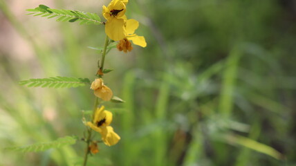 yellow flowers in the garden