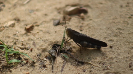 a large grasshopper