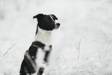 cute isolated black and white border collie sitting wearing a harness in the snowy winter looking to the side