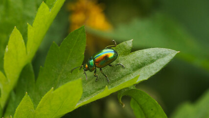  beetle on a green leaf                              