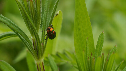  a beetle crawls up the grass                              