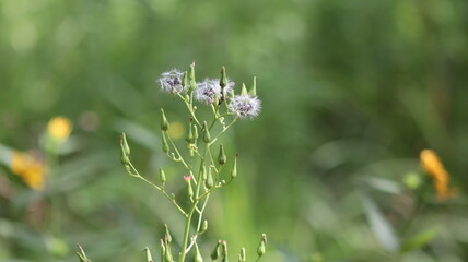 wild flowers in the meadow