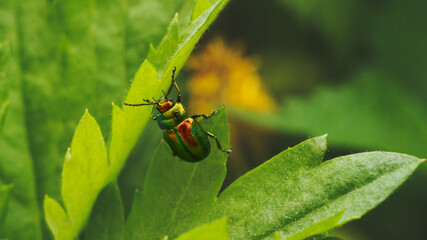 leaf beetle crawls from leaf to leaf                             
