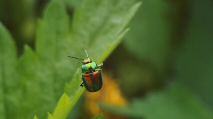 beetle sits on a jagged leaf