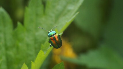 beetle holds on to the edge of the leaf