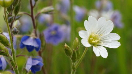 white flower in the meadow