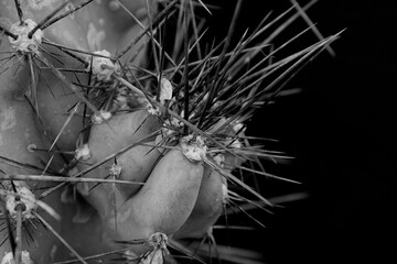 abstracción de cactus en blanco y negro