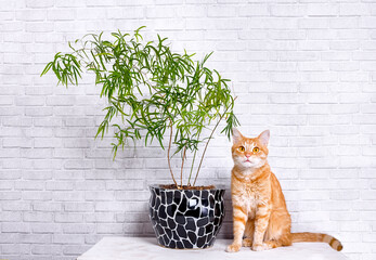 A red cat and a green plant in a pot are against the wall in the loft style.