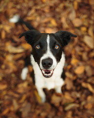 cute isolated black and white border collie smiling and looking up at the camera sitting on fallen leaves in the autumn