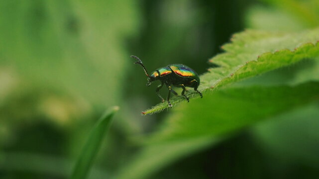 beetle sits on the edge of a leaf
