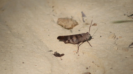 grasshopper on dirt