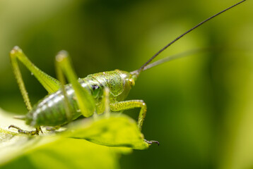 Green grasshopper in grassy vegetation.