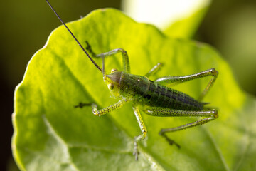 Green grasshopper in grassy vegetation.
