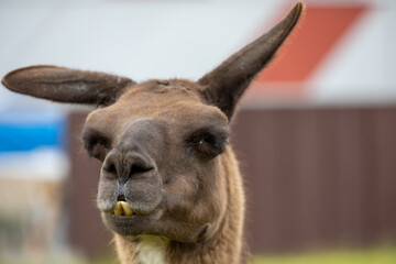 head portrait of a brown llama outdoors
