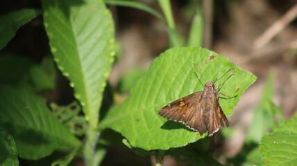 butterfly on leaf