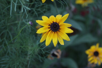 yellow flower