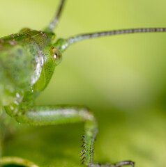 Green grasshopper in grassy vegetation.