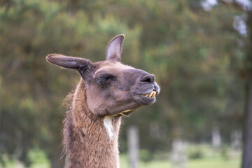 head portrait of a brown llama outdoors
