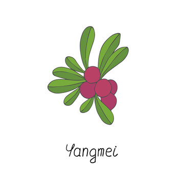 Yangmei colorful poster. Hand drawn stock vector illustration.