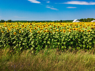 Fototapeta na wymiar Nice view of the field, with blooming flowers of yellow sunflowers under a blue cloudy sky with rooftops.