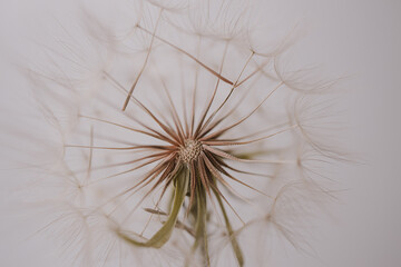 summer dandelion in close-up on a light background